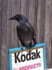 Currawong.JPG (69 KB)